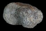 Ceratopsian Dinosaur Toe Bone - Alberta (Disposition #-) #92767-1